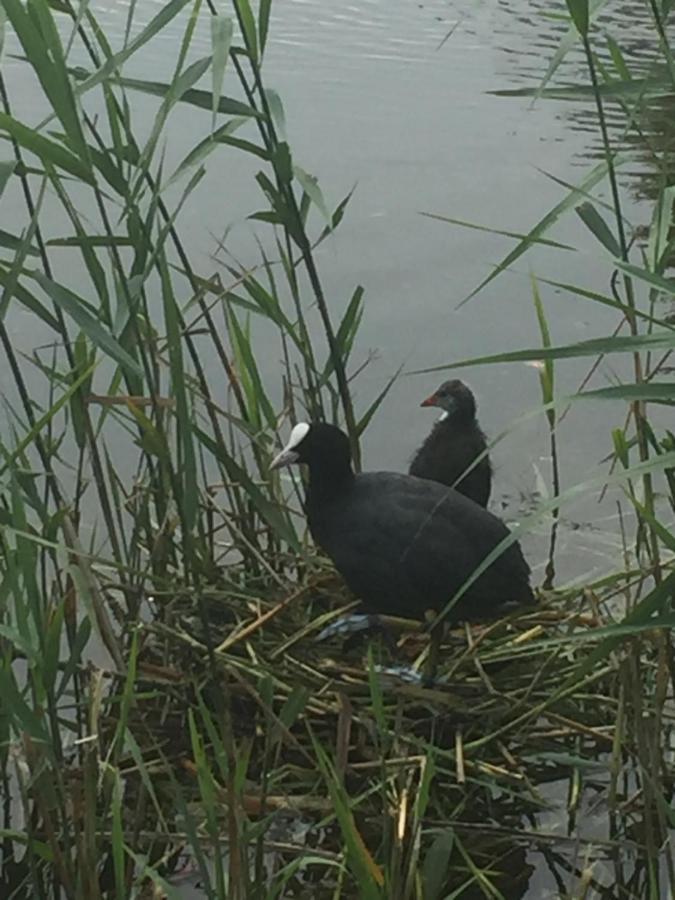 Logies De Meerkoet Brugge Eksteriør billede